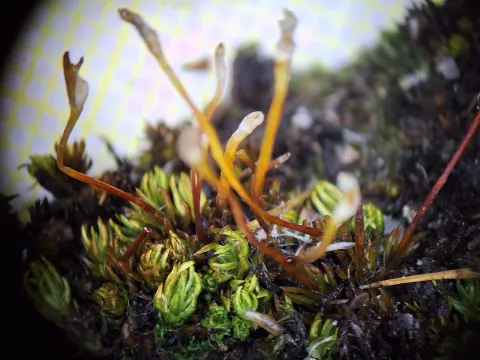 Arne Mæhlen · CC BY 4.0 · GBIF