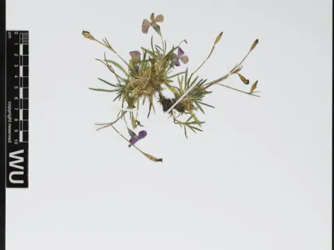 Unknown · CC BY 4.0 · GBIF