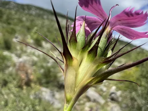 Mirko Ubović · CC0 1.0 · GBIF