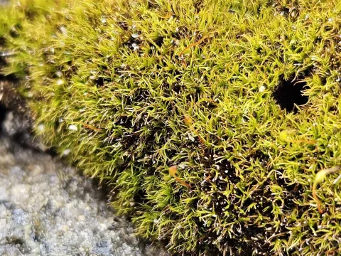 Helen Waterman · CC BY 4.0 · GBIF