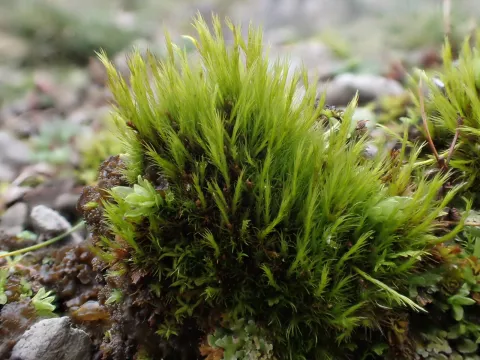George Greiff · CC BY 4.0 · GBIF
