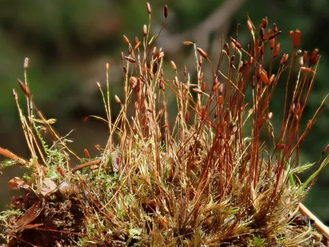 Christian Berg · CC BY 4.0 · GBIF