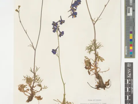 Royal Botanic Gardens, Kew · CC BY 4.0 · GBIF