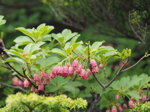 Yoshimasa Uchiyama · CC BY 4.0 · GBIF