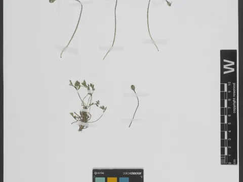Unknown · CC BY 4.0 · GBIF