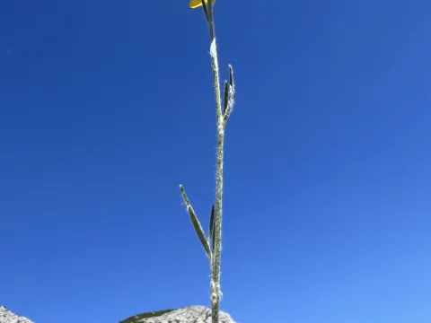 Mirko Ubović · CC0 1.0 · GBIF