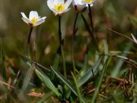 Flavien Saboureau · CC BY 4.0 · GBIF