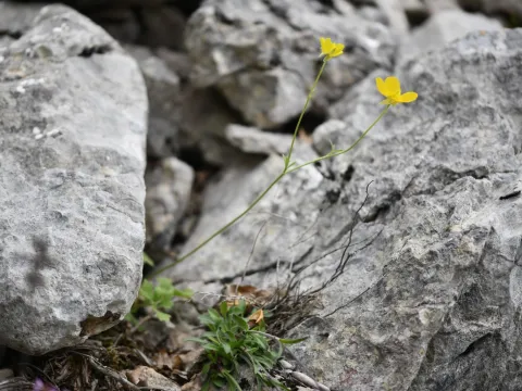 Flavien Saboureau · CC BY 4.0 · GBIF