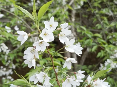 鄒加驊 · CC BY 4.0 · GBIF