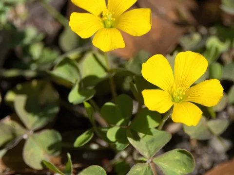 Lauren McLaurin · CC BY 4.0 · GBIF