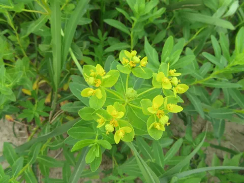 Junichi　Mandai · CC BY 4.0 · GBIF