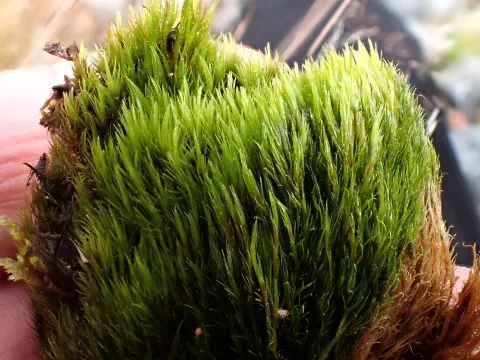 Perry Gunnar Larsen · CC BY 4.0 · GBIF