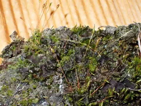 Perry Gunnar Larsen · CC BY 4.0 · GBIF