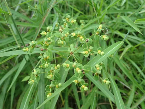 Yoshihiro Tokue · CC BY 4.0 · GBIF