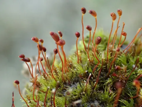 Unknown · CC BY 4.0 · GBIF