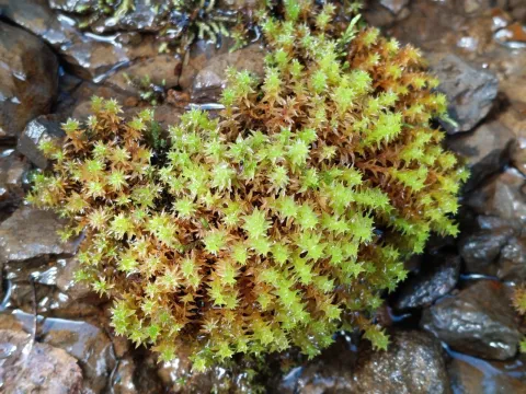 Daniel Buczkiewicz · CC BY 4.0 · GBIF