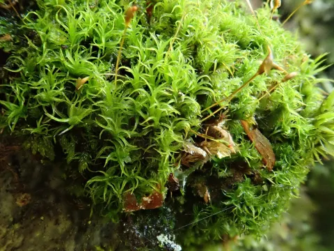 Christian Berg · CC BY 4.0 · GBIF