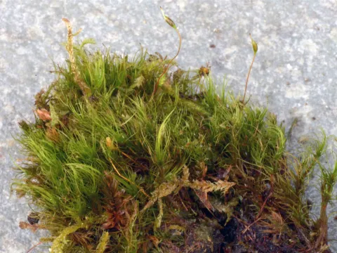 Perry Gunnar Larsen · CC BY 4.0 · GBIF