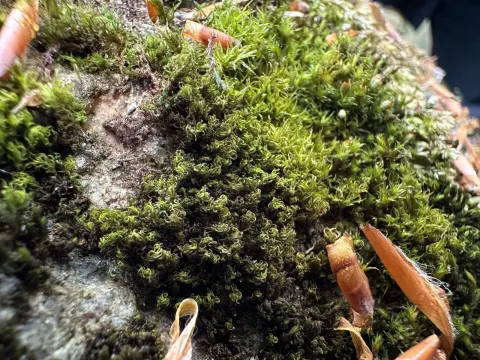 Unknown · CC BY 4.0 · GBIF