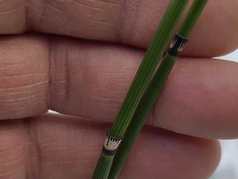 Thierry Helminger · CC BY 4.0 · GBIF