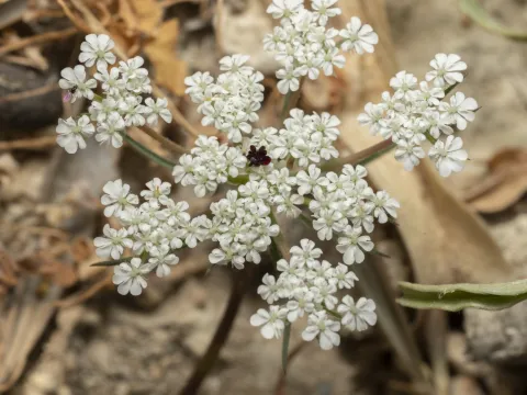 Eleftherios Katsillis · CC BY 4.0 · GBIF