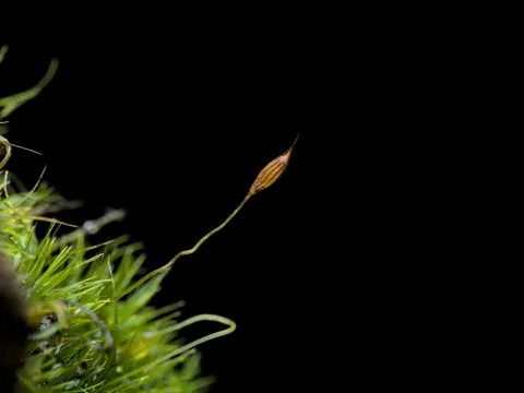 Letizia Weichgrebe · CC BY 4.0 · GBIF