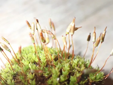 Perry Gunnar Larsen · CC BY 4.0 · GBIF