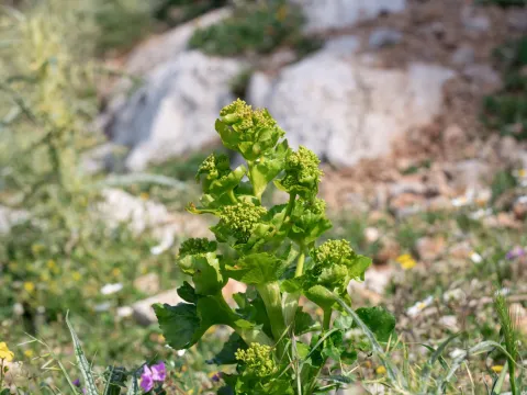 Eleftherios Katsillis · CC BY 4.0 · GBIF