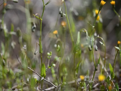 Flavien Saboureau · CC BY 4.0 · GBIF