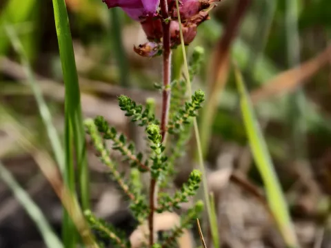 fmunoz · CC BY 4.0 · GBIF