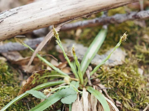 Clay Gibbons · CC BY 4.0 · GBIF