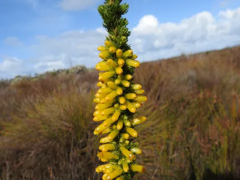 Ryan van Huyssteen · CC BY 4.0 · GBIF