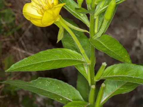Drepanostoma · CC BY 4.0 · GBIF