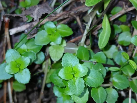 naturewatchwidow · CC BY 4.0 · GBIF