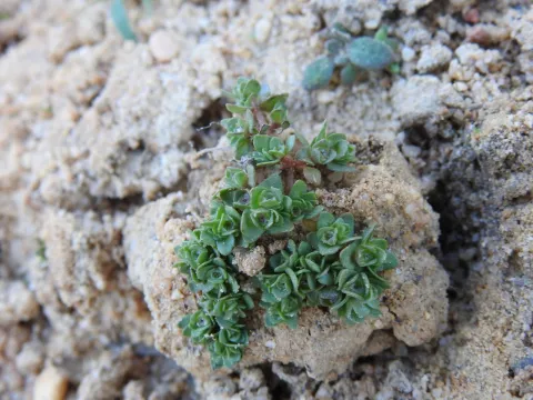 Duarte Frade · CC BY 4.0 · GBIF