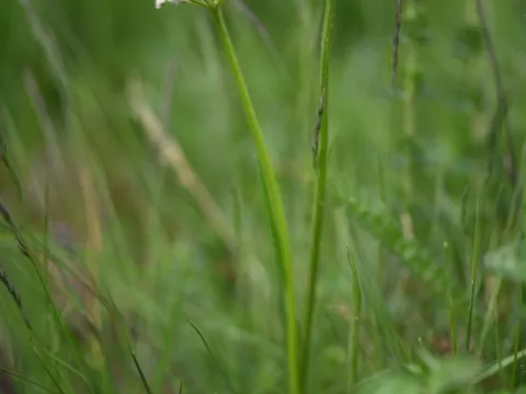 Flavien Saboureau · CC BY 4.0 · GBIF
