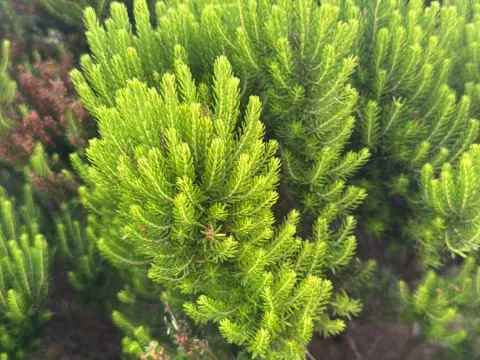 William Stephens · CC BY 4.0 · GBIF