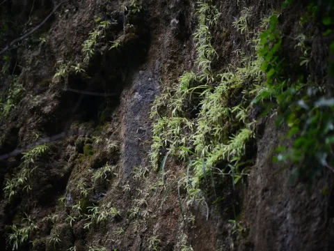 Flavien Saboureau · CC BY 4.0 · GBIF
