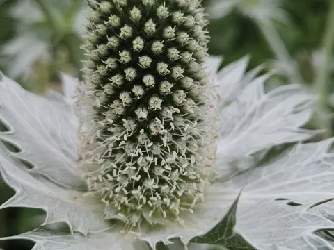 Heiko Weber · CC BY 4.0 · GBIF