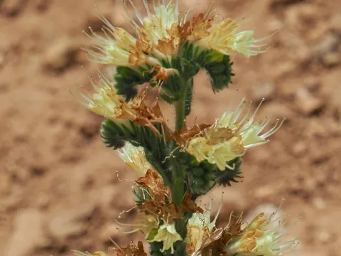desertnaturalist · CC BY 4.0 · GBIF