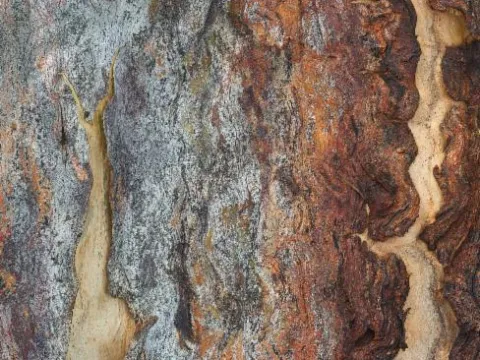 Michael Hains · CC BY 4.0 · GBIF