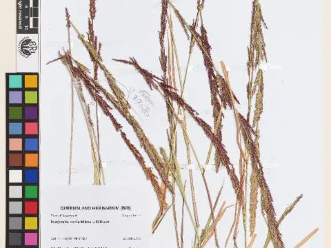 Herbrecs · CC BY 4.0 · GBIF