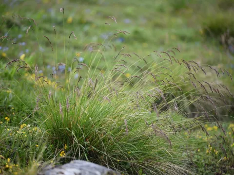 Flavien Saboureau · CC BY 4.0 · GBIF