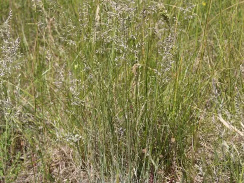 Olivier Argagnon · CC BY 4.0 · GBIF