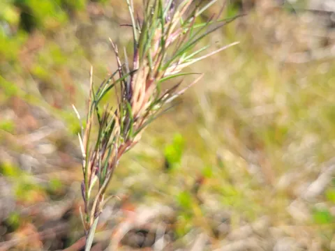 Lise Lossius Skrede · CC BY 4.0 · GBIF