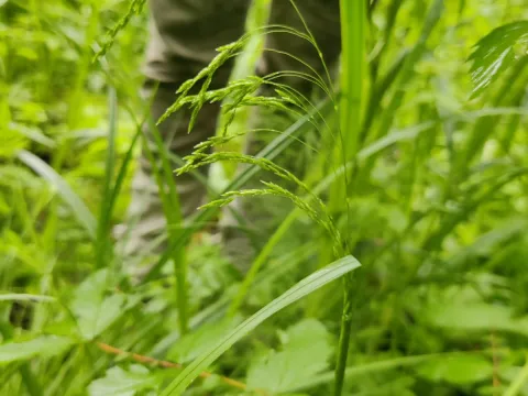 Simen Hyll Hansen · CC BY 4.0 · GBIF