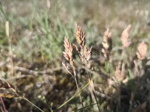 arthur_haendler · CC BY 4.0 · GBIF