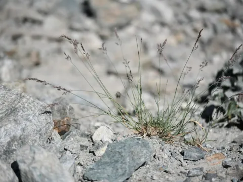Flavien Saboureau · CC BY 4.0 · GBIF