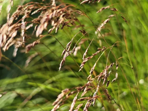 Michael Pongratz · CC0 1.0 · GBIF