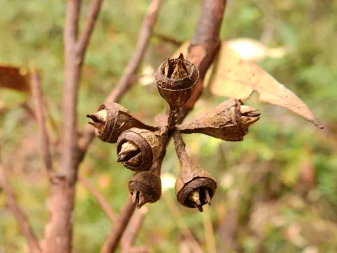 Samuel Frankel · CC BY 4.0 · GBIF